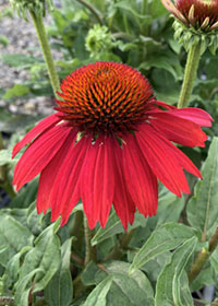 Echinacea x Artisan Red Ombre'